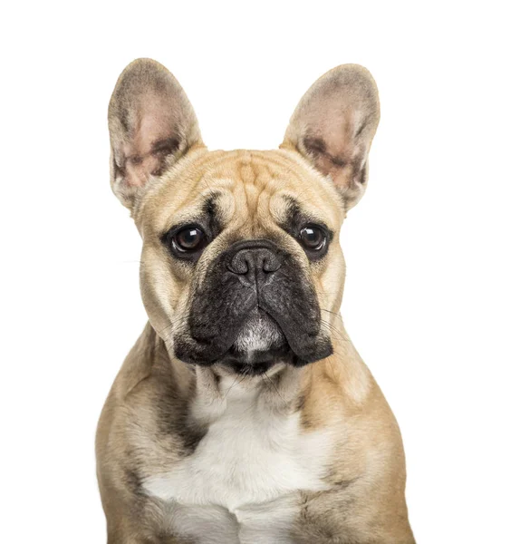 Bouledogue français devant fond blanc — Photo