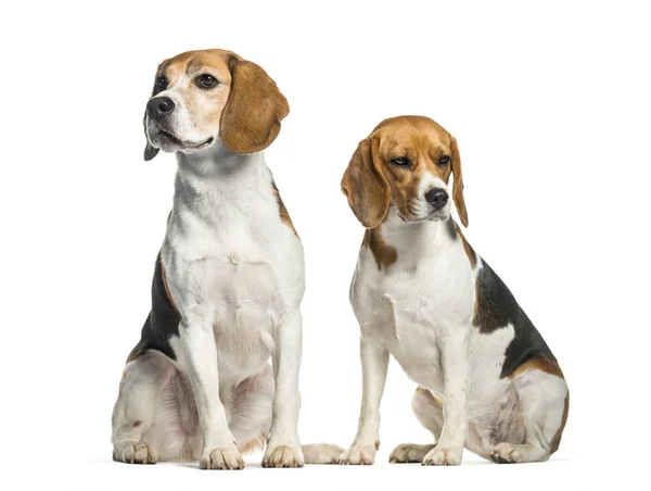 Beagle seduto davanti allo sfondo bianco — Foto Stock