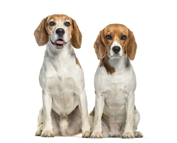 Beyaz arka plan önünde oturan beagle — Stok fotoğraf