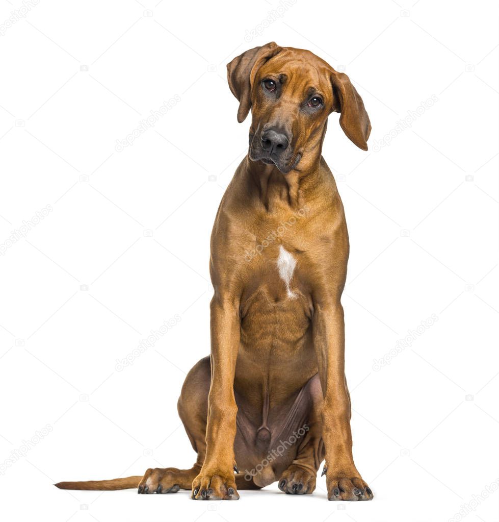 Rhodesian Ridgeback, 5 months old, sitting in front of white bac