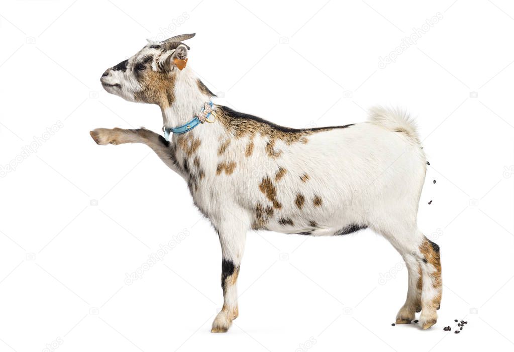 Goat defecating in front of white background