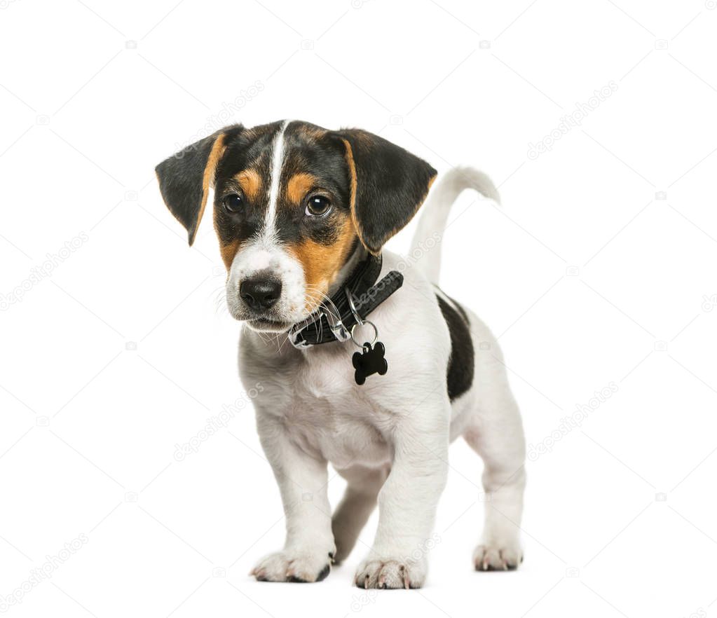 Jack Russell Terrier, 2 months old, in front of white background