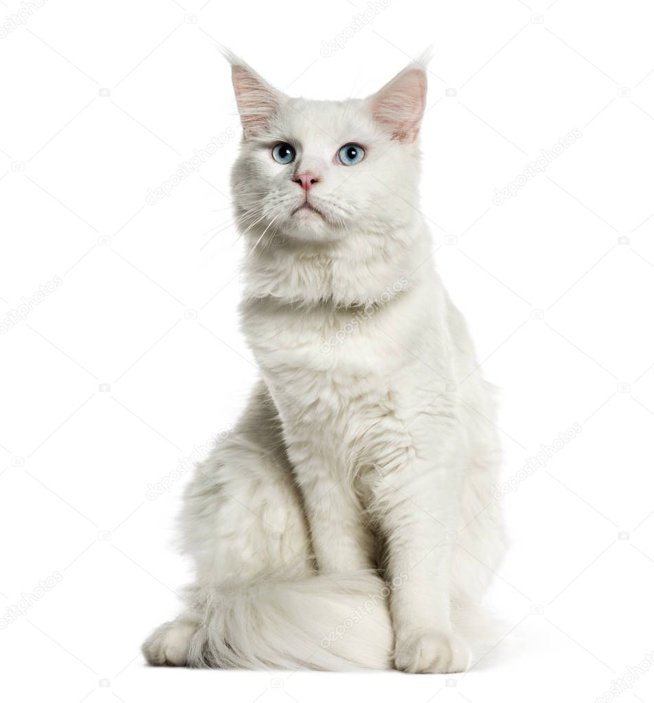 Maine Coon, 8 months old, sitting in front of white background