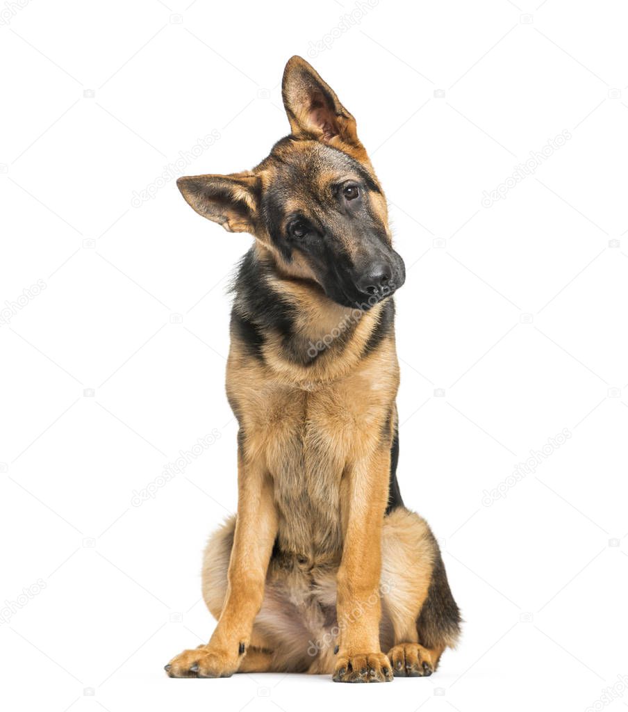 German Shepherd, 6 months old, sitting in front of white backgro