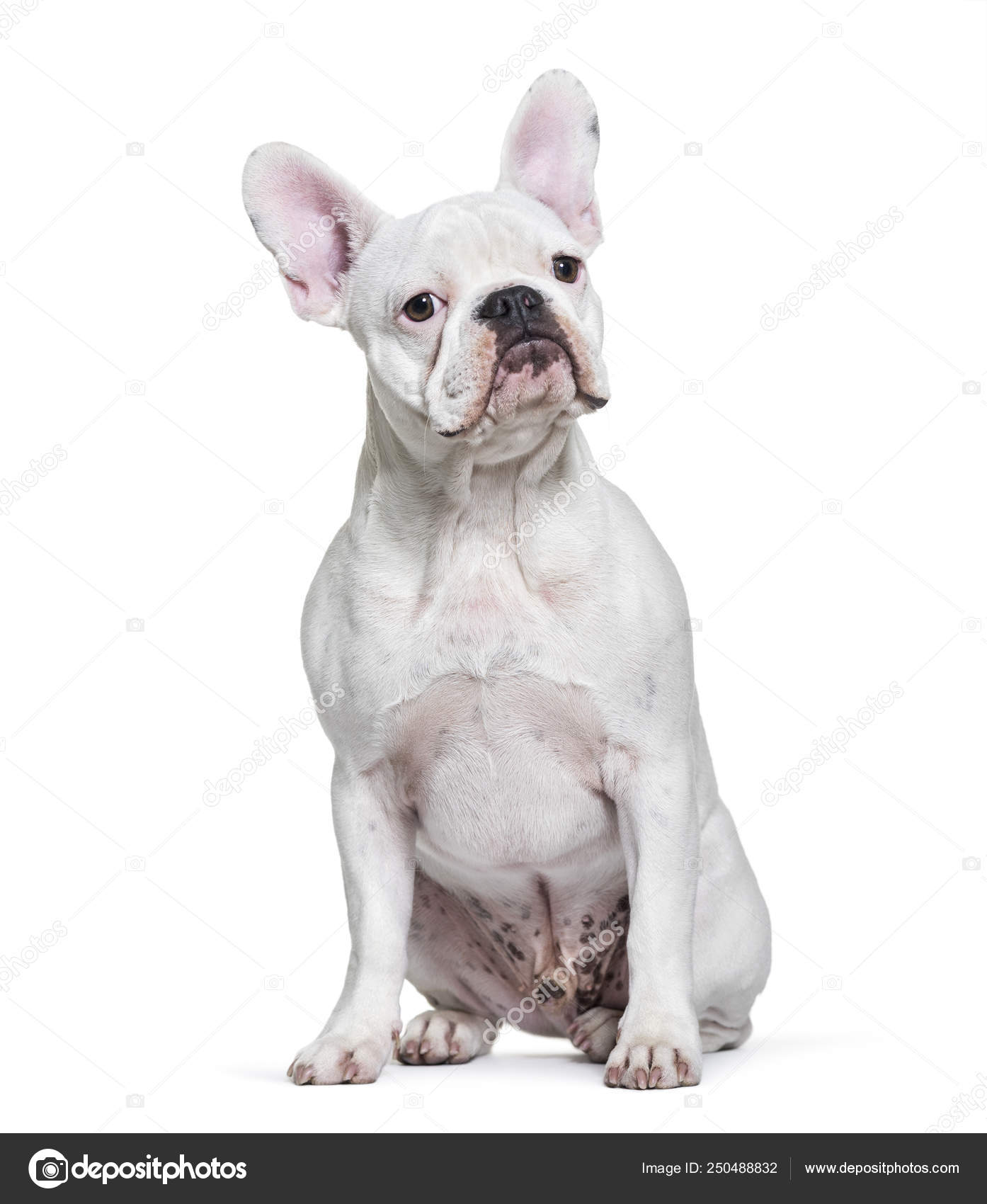 French Bulldog, months old, sitting in front of white backgrou