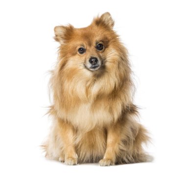 Beyaz arka plan önünde oturan keeshond