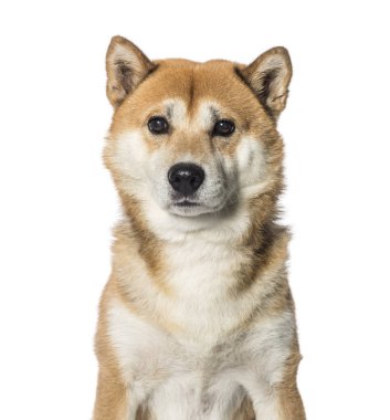 Beyaz arkaplan önünde shiba inu