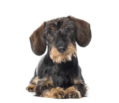 Dachshund, porsuk köpek, sosis köpek, önünde yalan sosis köpek