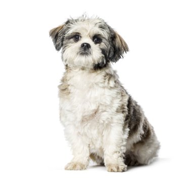 Lhasa Apso beyaz arka plan önünde oturan