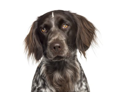 Beyaz arkaplan önünde küçük Munsterlander