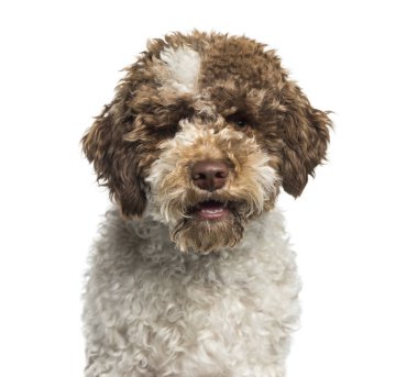 Lagotto Romagnolo, 7 months, in front of white background clipart