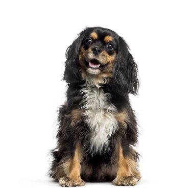 Cins ile düşüncesiz kral şarlatan önünde oturan İspanyol çapraz