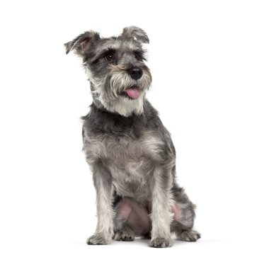 Minyatür Schnauzer beyaz arka plan önünde oturan