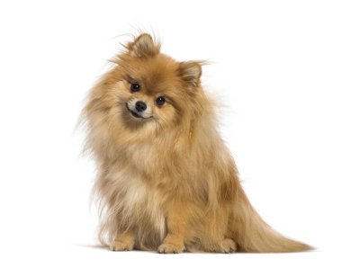 Japon beyaz arka plan önünde oturan Spitz