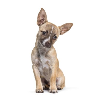 Chihuahua, 4 ay yaşlı, önünde oturan arka plan beyaz.
