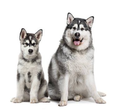 Köpek yavrusu ve beyaz b önünde oturan şişman yetişkin Alaskan Malamute