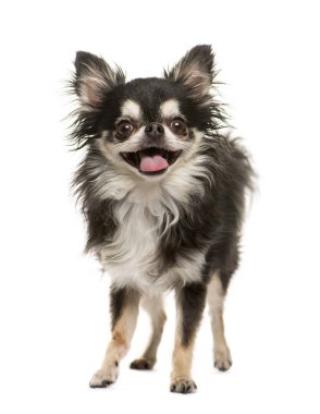 Beyaz arkaplan önünde chihuahua