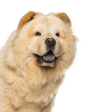 Chow chow beyaz arka plan önünde