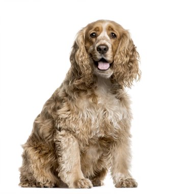 Amerikan Cocker Spaniel beyaz arka plan önünde oturan