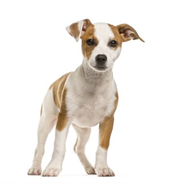 Jack Russell Terrier, 2 ay yaşlı, beyaz arka plan önünde