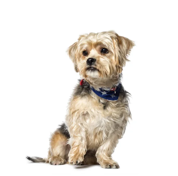 Mischlingshund zwischen yorkshire terrier und shih tzu sitting i — Stockfoto