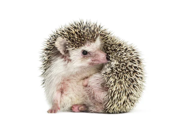Scratching European Hedgehog sentado na frente do backgroun branco — Fotografia de Stock