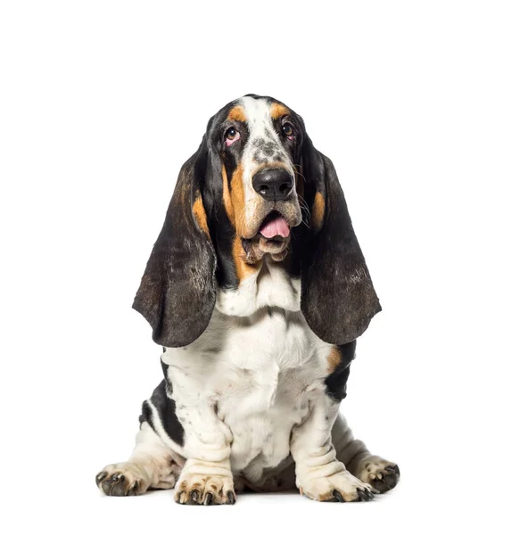 Basset Hound sitting in front of white background — Stock Photo, Image