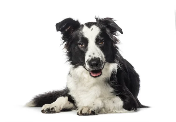 Border Collie lying in front of white background — Stock Photo, Image