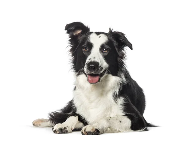 Fronteira Collie deitado na frente de fundo branco — Fotografia de Stock