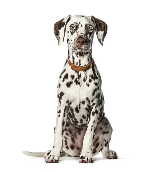 Dalmatian sitting in front of white background — Stock Photo, Image