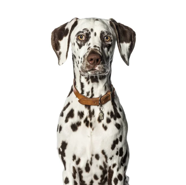 Dalmatian in front of white background — Stock Photo, Image