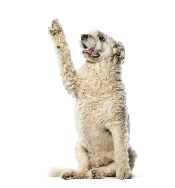 Bouvier des Flandres sedí před bílým pozadím — Stock fotografie