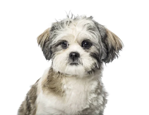 Lhasa Apso in front of white background — Stock Photo, Image