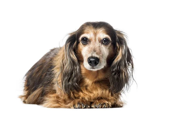 Старая такса, барсучий пес, сосисочный пес, сосисочный пес, лежащий во фроне — стоковое фото