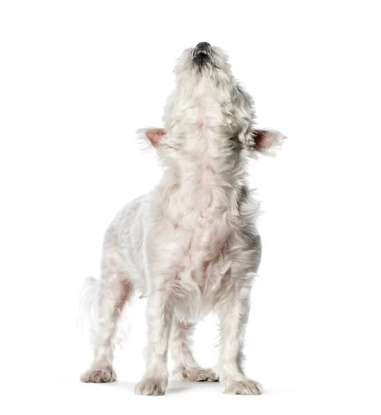 Maltese dog in front of white background — Stock Photo, Image