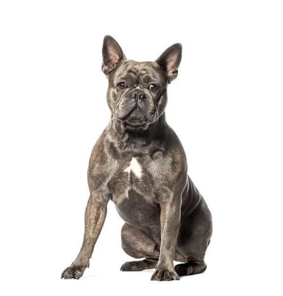 Bulldog francese seduto di fronte a sfondo bianco — Foto Stock