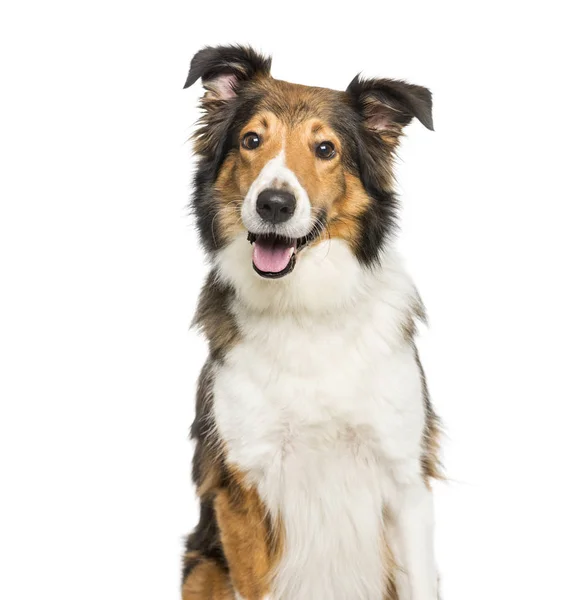 Scotch Collie sitting in front of white background — Stock Photo, Image