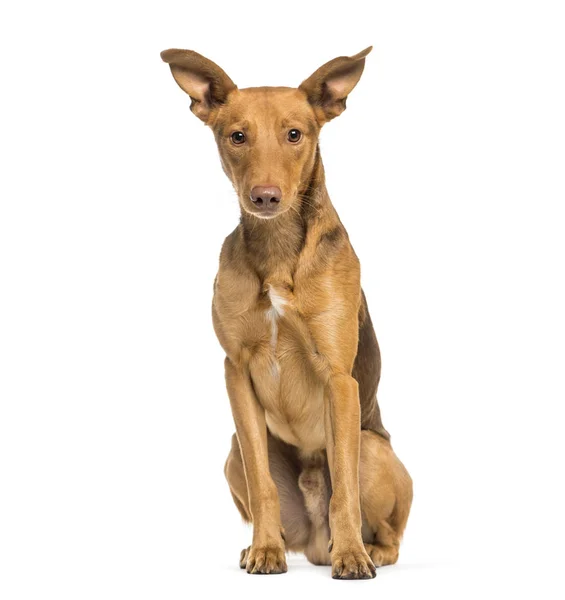 Mixed-breed dog with Pondeco sitting in front of white backgroun — Stock Photo, Image