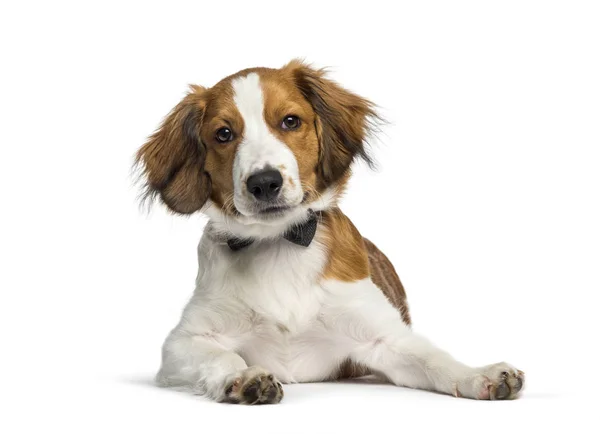 Kooikerhondje, 4 meses, acostado frente al fondo blanco — Foto de Stock