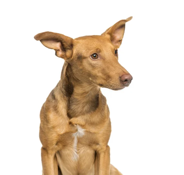 白い背景があるの前に座っている Pondeco の雑種犬 — ストック写真
