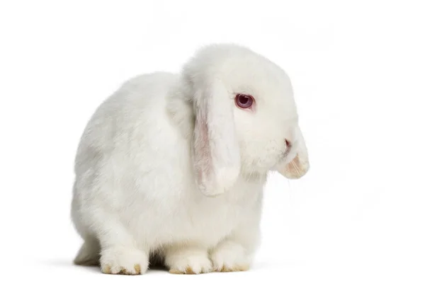 Holland Lop conejo delante de fondo blanco — Foto de Stock
