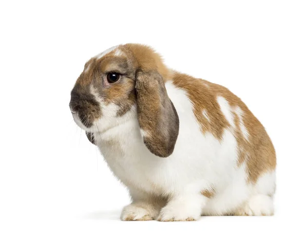 Holland Lop in front of white background — Stock Photo, Image