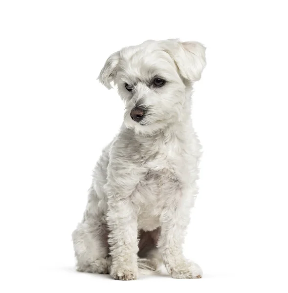 Cão maltês sentado na frente de fundo branco — Fotografia de Stock