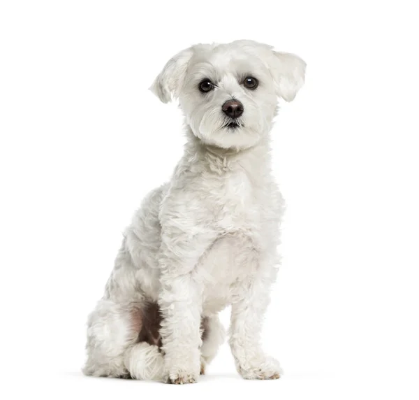 몰타어 강아지 흰색 배경 앞에 앉아 — 스톡 사진