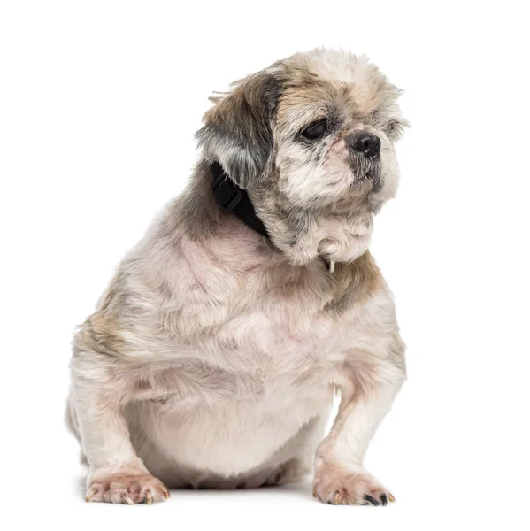 Velho, gordo, e doente mestiço cão sentado na frente de costas brancas — Fotografia de Stock
