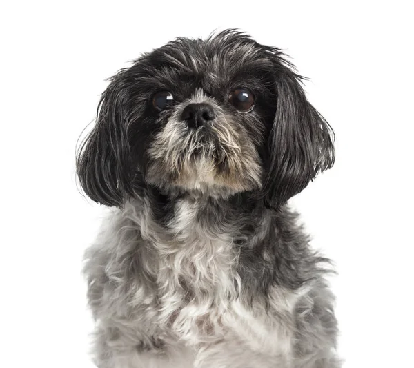 Shih Tzu, 15 anos, na frente do fundo branco — Fotografia de Stock