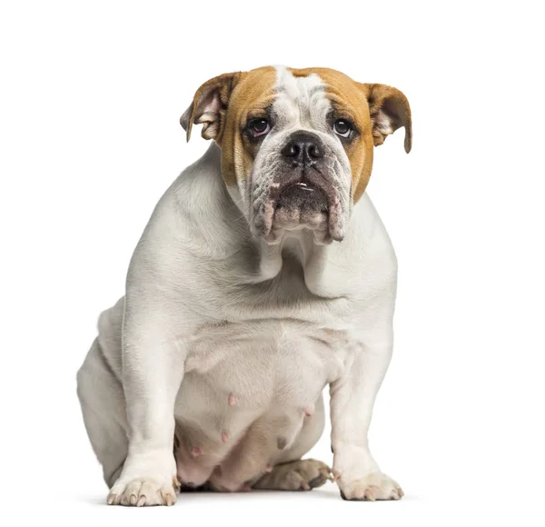 İngiliz fron içinde oturan Bulldog, İngilizce Bulldog, 10 aylık — Stok fotoğraf