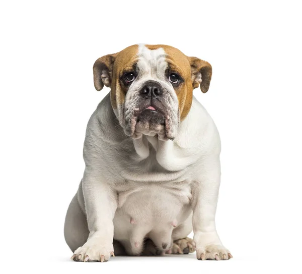 British Bulldog, Buldog angielski, 10 miesięcy, siedząc w fron — Zdjęcie stockowe