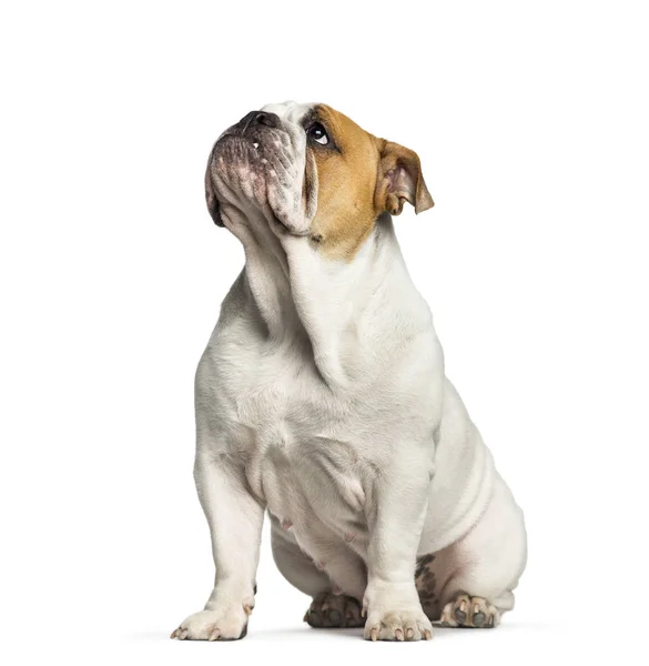 British Bulldog, Inglês Bulldog, 10 meses, sentado em fron — Fotografia de Stock