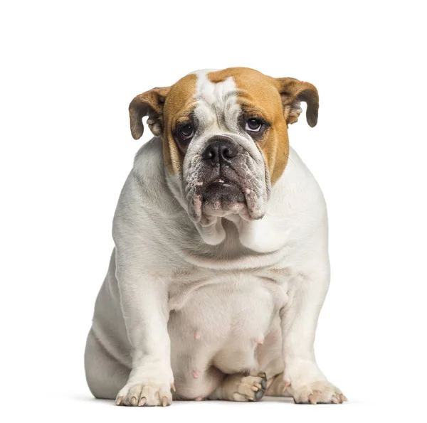 British Bulldog, English Bulldog, 10 months old, sitting in fron — Stock Photo, Image